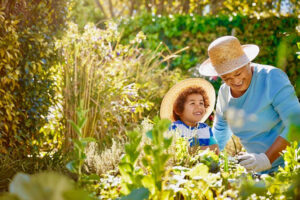 African descent grandmother and grandchild gardening in outdoor vegetable garden in spring or summer season. Cute little boy enjoys planting new flowers and vegetable plants.